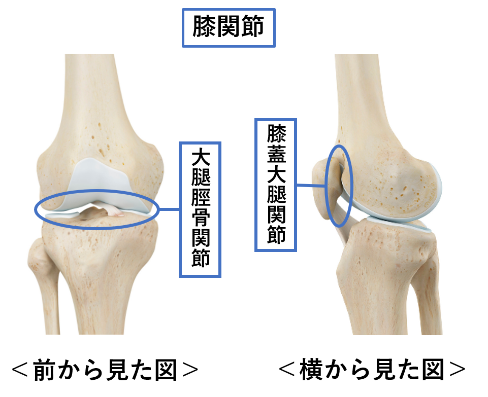 膝関節疾患に対する理学療法 〜変形性膝関節症を中心とした評価と治療 